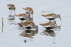 Dunlin