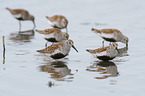 Dunlin