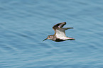 Dunlin