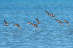 Dunlin