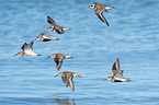 Dunlin