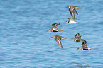 Dunlin