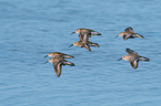 Dunlin