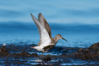 Dunlin