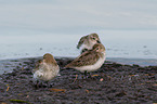 Dunlin