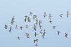 Dunlin