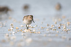 Dunlin