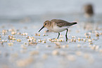 Dunlin