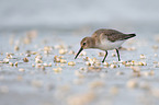 Dunlin