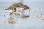 Dunlin