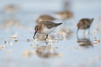 Dunlin