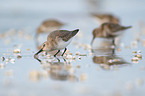 Dunlin