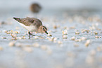 Dunlin