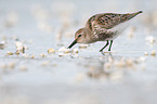 Dunlin