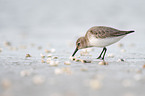 Dunlin