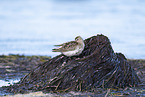 Dunlin on the mudflats