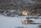 Dunlin on the mudflats