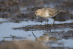 Dunlin on the mudflats