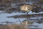 Dunlin on the mudflats