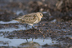 Dunlin on the mudflats