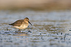 Dunlin on the mudflats