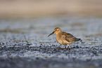 Dunlin on the mudflats