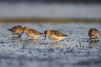 Dunlin on the mudflats