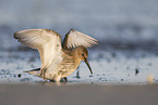 Dunlin on the mudflats