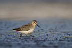 Dunlin on the mudflats