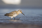 Dunlin on the mudflats