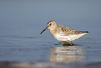Dunlin on the mudflats