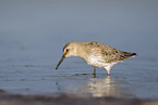 Dunlin on the mudflats