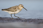 Dunlin on the mudflats