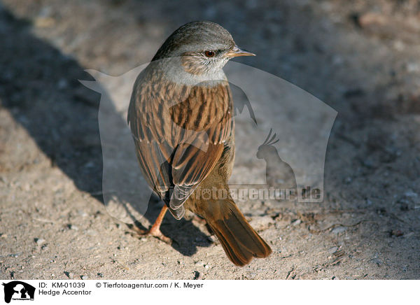 Hedge Accentor / KM-01039