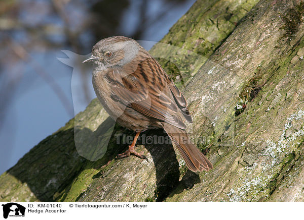 Heckenbraunelle / Hedge Accentor / KM-01040