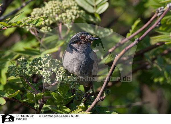 Heckenbraunelle / dunnock / SO-02231