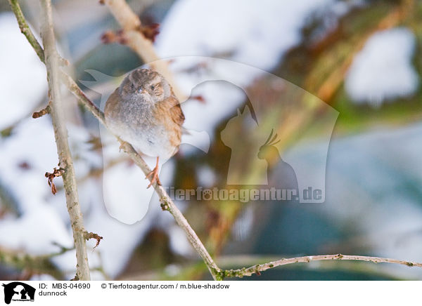 dunnock / MBS-04690