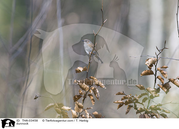 Heckenbraunelle / dunnock / THA-03458