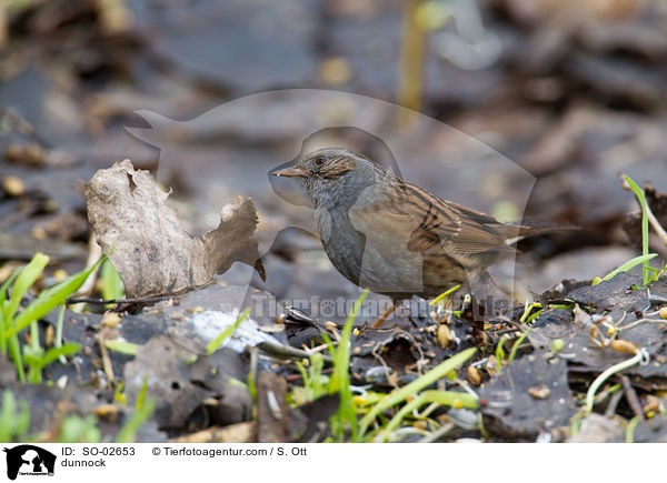 Heckenbraunelle / dunnock / SO-02653