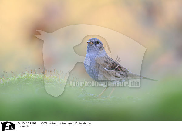 Heckenbraunelle / dunnock / DV-03293