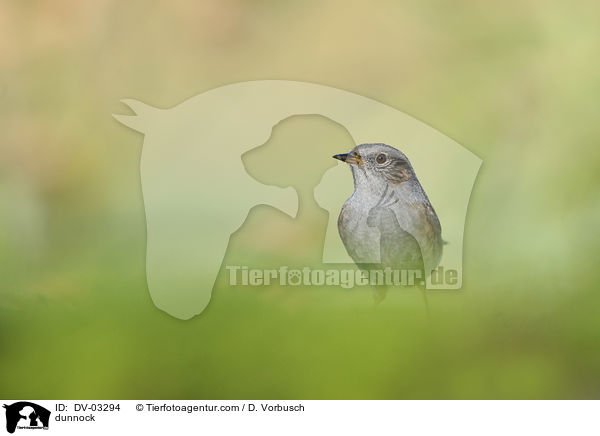 Heckenbraunelle / dunnock / DV-03294