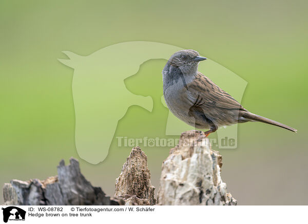 Heckenbraunelle auf Baumstamm / Hedge brown on tree trunk / WS-08782