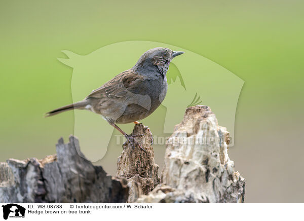 Heckenbraunelle auf Baumstamm / Hedge brown on tree trunk / WS-08788