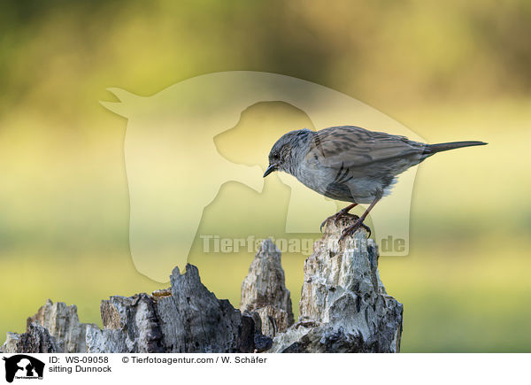 sitting Dunnock / WS-09058