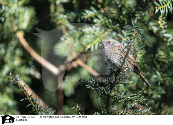 Heckenbraunelle / dunnock / WS-09432