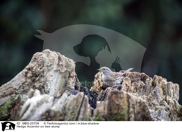 Hedge Accentor on tree stump / MBS-25708