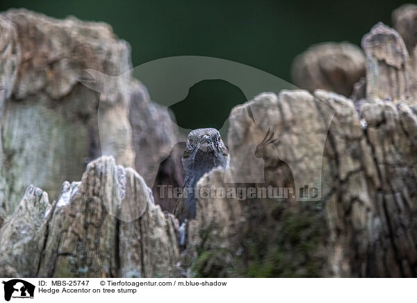 Heckenbraunelle auf Baumstumpf / Hedge Accentor on tree stump / MBS-25747