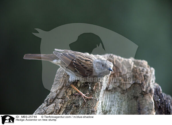 Hedge Accentor on tree stump / MBS-25748