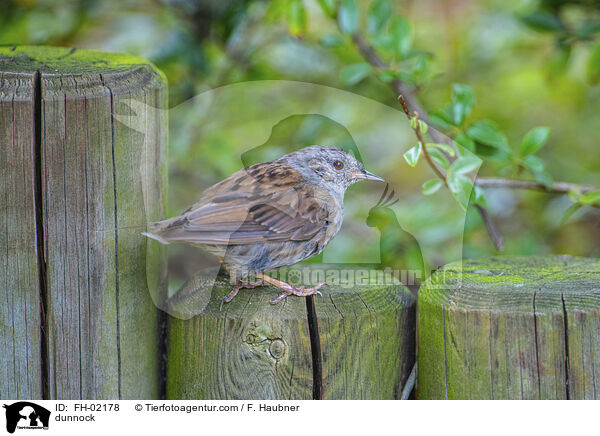 dunnock / FH-02178