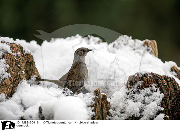 Heckenbraunelle / dunnock / MBS-25919